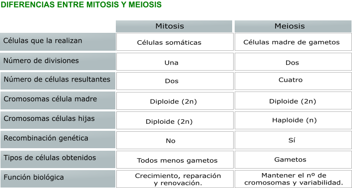 DIFERENCIAS ENTRE MITOSIS Y MEIOSIS   Células que la realizan Mitosis Meiosis Número de divisiones Número de células resultantes Cromosomas célula madre Cromosomas células hijas Recombinación genética Tipos de células obtenidos Función biológica Células somáticas Una Dos Diploide (2n) Diploide (2n) No Todos menos gametos Crecimiento, reparación y renovación. Células madre de gametos Dos Cuatro Diploide (2n) Haploide (n) Sí Gametos Mantener el nº de cromosomas y variabilidad.