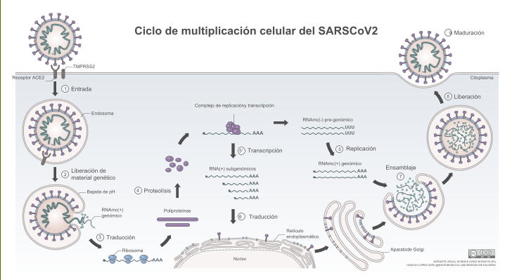 1 Entrada 9 Maduración Receptor ACE2  Liberación de material genético 2 Proteolísis  4 RNAmc(+) genómico  Ribosoma AAA Liberación 8 Ciclo de multiplicación celular del SARSCoV2 Poliproteínas  Traducción 3 Complejo de replicacióny transcripción AAA Transcripción 5' Traducción 6 RNA(+) subgenómicos  AAA AAA AAA AAA UUU UUU RNAmc(-) pre-genómico  Ensamblaje 7 RNAmc(+) genómico AAA AAA NORARTE VISUAL SCIENCE (WWW.NORARTE.ES)  IGNACIO LÓPEZ-GOÑI (@MICROBIOBLOG) UNIVERSIDAD DE NAVARRA  Bajada de pH Replicación 5 TMPRSS2  Núcleo Aparatode Golgi Endosoma Retículo  endoplasmático   Citoplasma