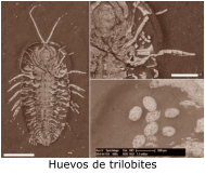Huevos de trilobites